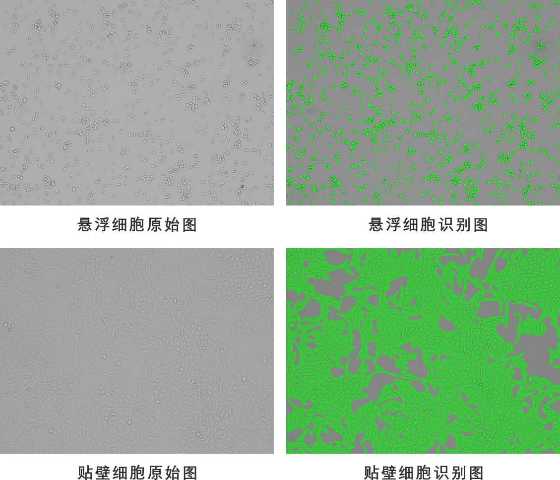 活細胞成像AI算法解決方案